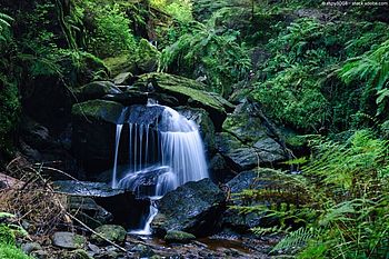Schottlands grünes Geheimnis: Unterwegs im Regenwald Schottlands grünes Geheimnis: Unterwegs im Regenwald