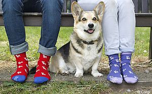 Corgi-Hund umgeben von zwei Menschen, die Corgi-Socken tragen