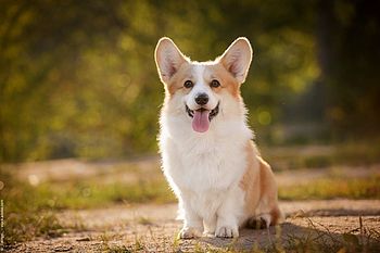 International Corgi Day – Ein Ehrentag für die Fellnasen aus Wales