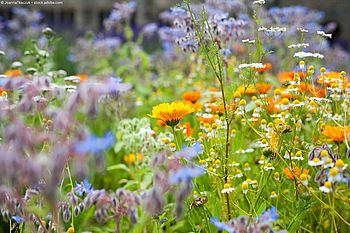 Chelsea Flower Show – Diese Gartentrends prägen den Sommer 2026