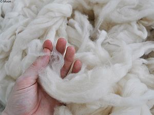 unbehandelte Wolle