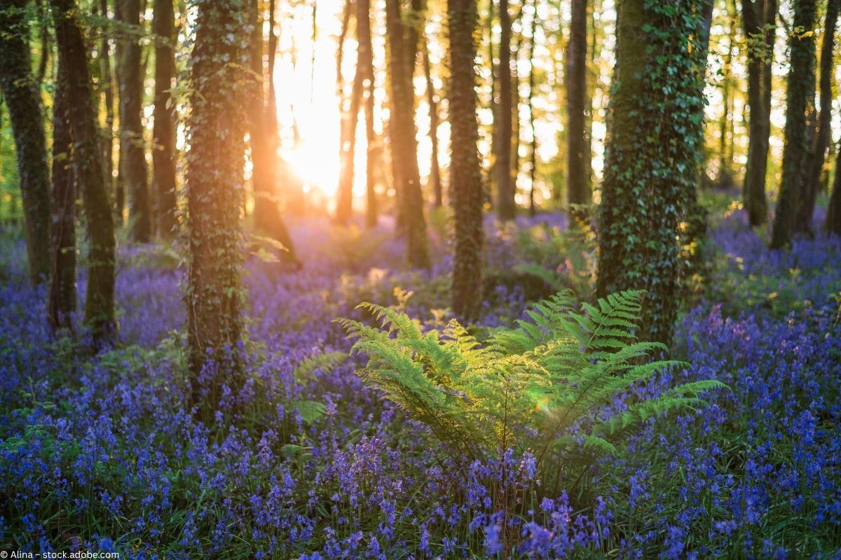 Wo Großbritannien im April aufblüht: Die schönsten National-Trust-Sites
