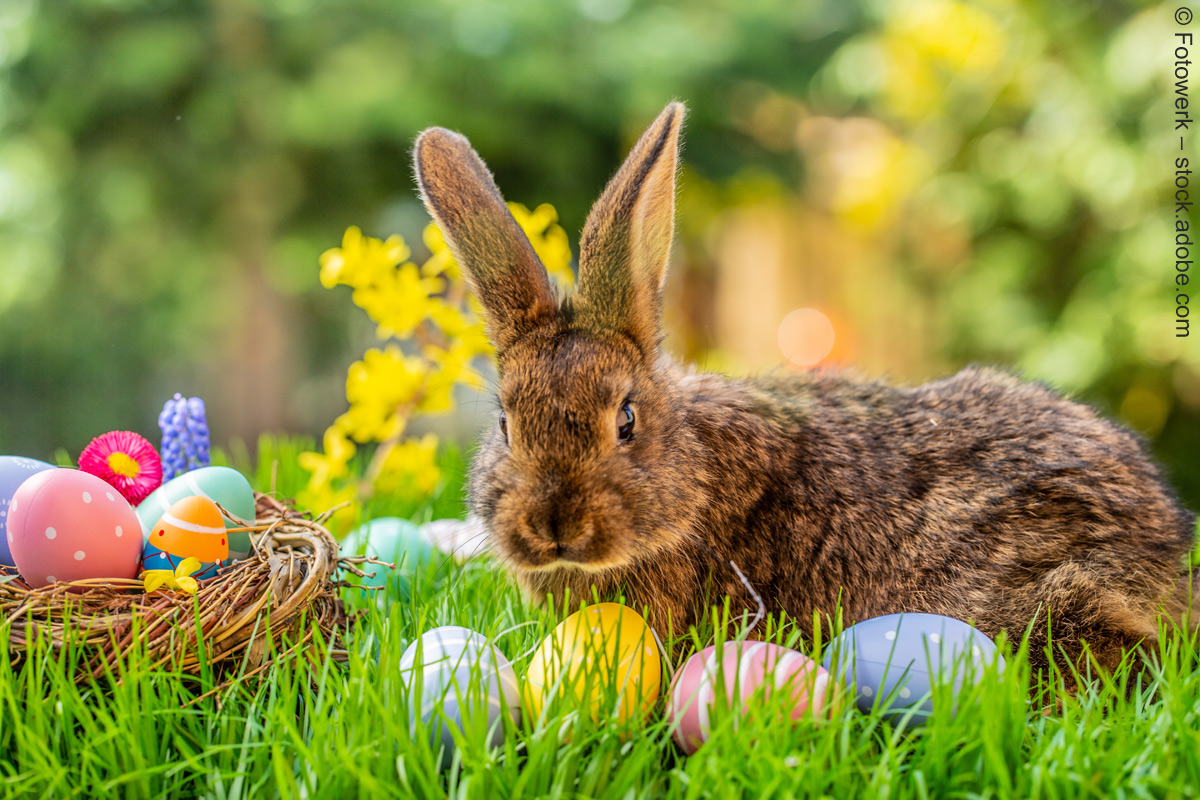 Easter Bunny: geliebter Löffelträger