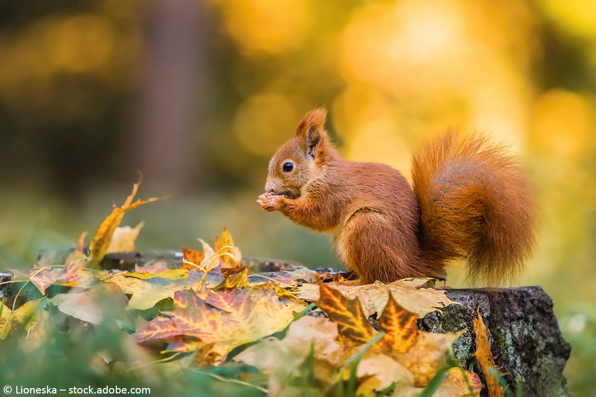 Ein Eichhörnchen im Herbst