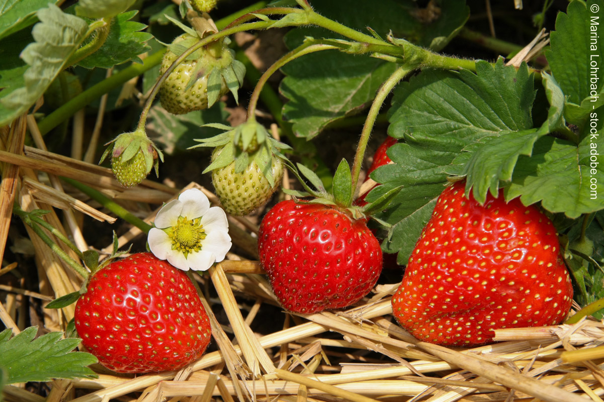 Erdbeeren: kleine rote Glücksbringer