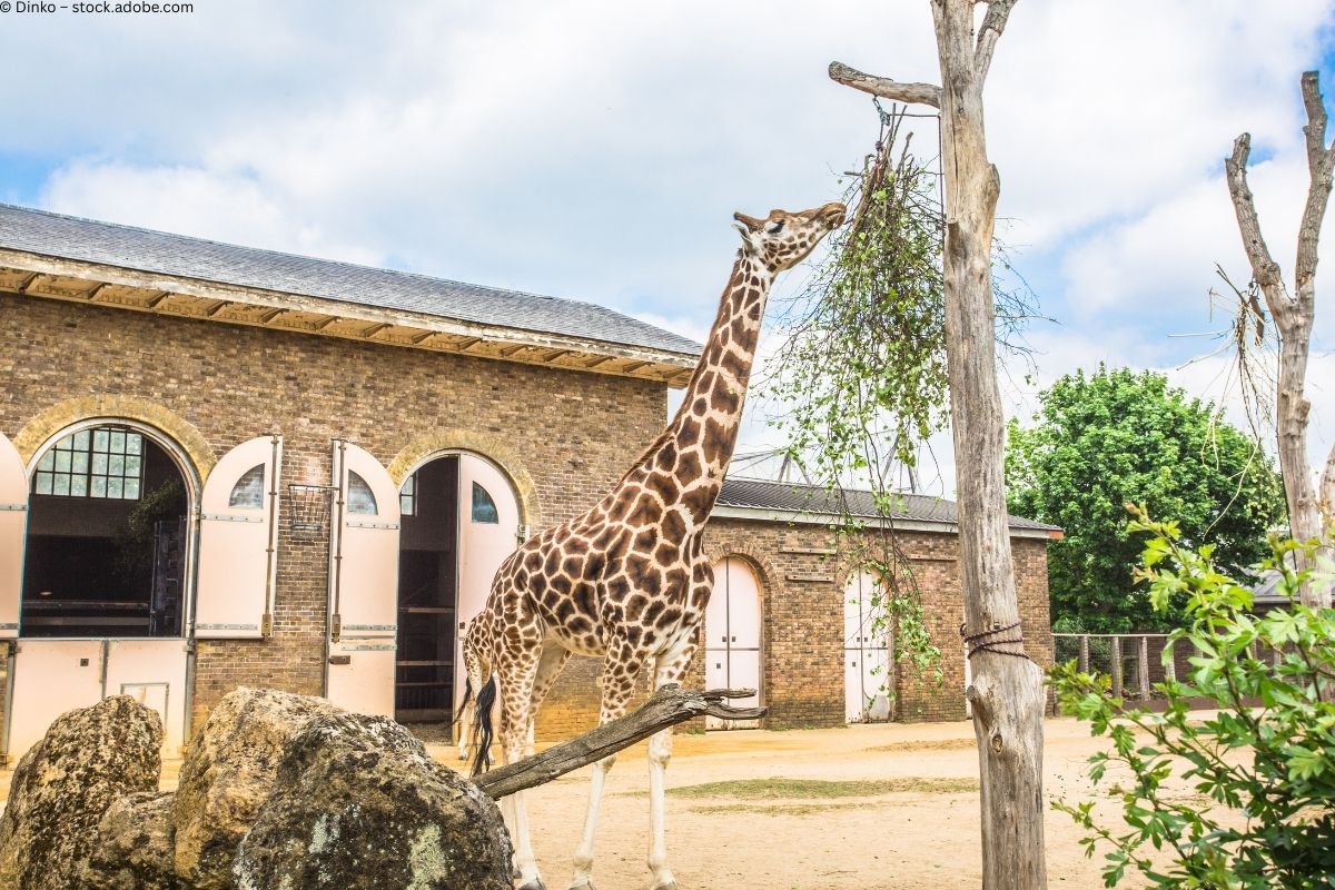 Tierwelt trifft Baukunst: Architektur im Londoner Zoo