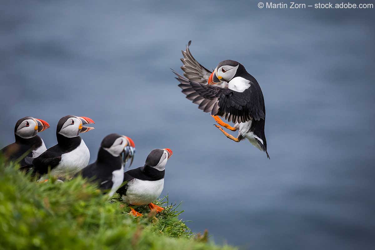 Ein Puffin im Landeanflug vor einer Gruppe von weiteren Puffins.