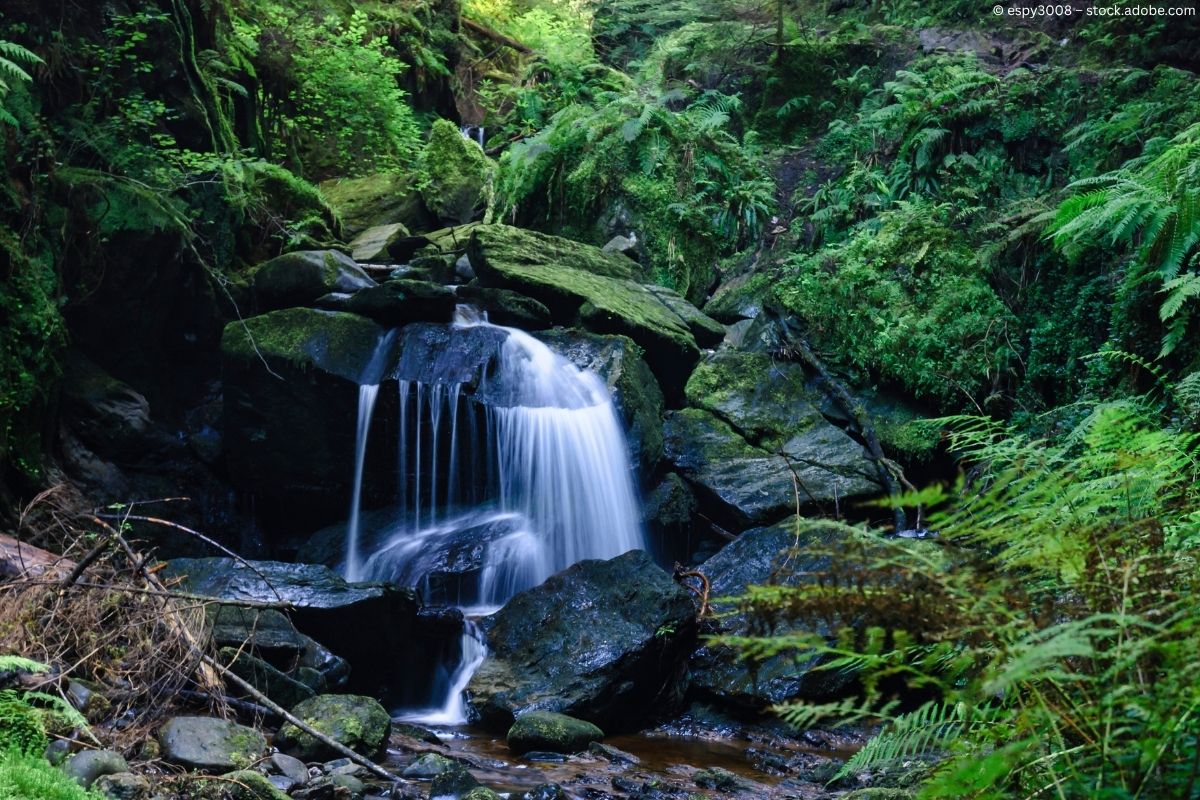 Schottlands grünes Geheimnis: Unterwegs im Regenwald Schottlands grünes Geheimnis: Unterwegs im Regenwald