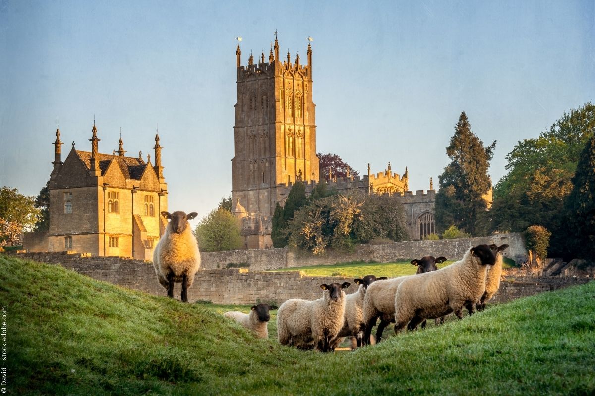 Cotswold-Schafe in Gloucestershire